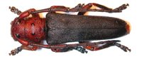 Phytoecia puncticollis puncticollis