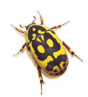 Pachnoda fissipuncta aemula
