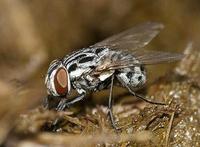 Graphomya maculata