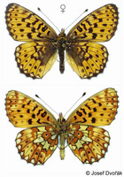 Boloria euphrosyne - Pearl-bordered Fritillary