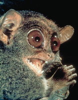 Philippine tarsier (Tarsius syrichta)