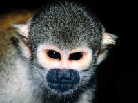 photograph of a common squirrel monkey : Saimiri sciureus