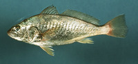 Micropogonias undulatus, Atlantic croaker: fisheries, gamefish