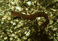 Pholis clemensi, Longfin gunnel: