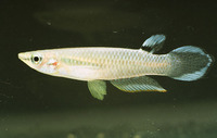 Aplocheilus panchax, Blue panchax: fisheries, aquarium