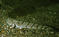 Boleophthalmus boddarti, Boddart's goggle-eyed goby: