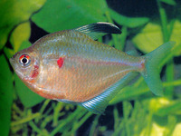 Hyphessobrycon socolofi, Spotfin tetra: aquarium