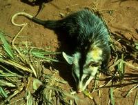 Image of: Didelphis albiventris (white-eared opossum)