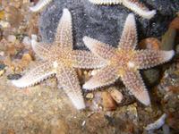 Asterias rubens - Common Starfish