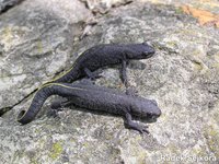 Triturus karelinii arntzeni