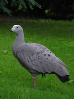 Cereopsis novaehollandiae - Cape Barren Goose