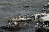 Mergus merganser - Goosander