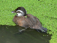 Oxyura leucocephala - White-headed Duck