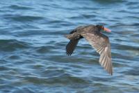 Haematopus fuliginosus - Sooty Oystercatcher