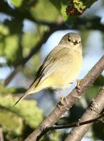 Vermivora celata - Orange-crowned Warbler