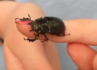 Image of: Lucanus placidus