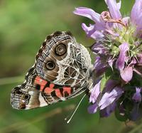 Image of: Vanessa virginiensis (American painted lady)