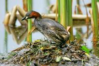 Tachybaptus ruficollis - Little Grebe