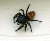 Image of: Phidippus