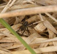 Image of: Pirata (lycosid spiders)