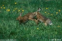 Lepus europaeus - Brown Hare