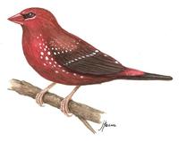 Image of: Amandava amandava (red avadavat)