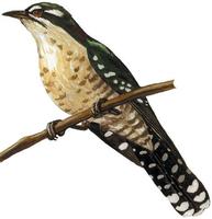 Image of: Chrysococcyx caprius (dideric cuckoo)