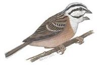 Image of: Emberiza cia (western rock bunting)