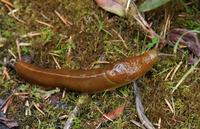 Image of: Ariolimax columbianus (banana slug)