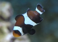 Amphiprion ocellaris - Clown Anemonefish