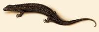 Image of: Lanthanotus borneensis
