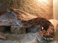 Bitis arietans - Puff Adder