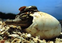 Photo: An American crocodile emerging from its eggshell