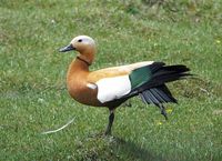 Ruddy Shelduck - Tadorna ferruginea