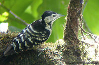 Stripe-breasted Woodpecker - Dendrocopos atratus