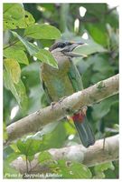 Red-vented Barbet - Megalaima lagrandieri