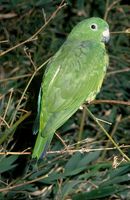 Buru Racquet-tail - Prioniturus mada