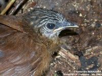 Brown Tit Babbler - Macronous striaticeps