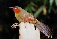 Red-faced Liocichla - Liocichla phoenicea