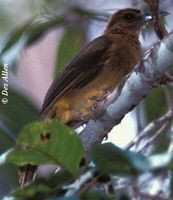 Yellowish Bulbul - Ixos everetti