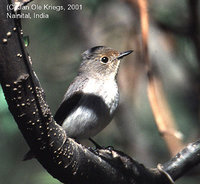 Ultramarine Flycatcher - Ficedula superciliaris