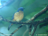 Rufous-vented Niltava - Niltava sumatrana