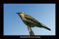 Horsefield's bronze Cuckoo