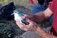 Slender-billed Prion - Pachyptila belcheri