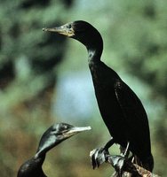 Indian Cormorant - Phalacrocorax fuscicollis