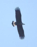 Pallas' Fish-Eagle - Haliaeetus leucoryphus