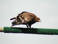 Steppe Eagle - Aquila nipalensis