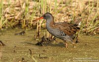 Water Rail - Rallus aquaticus