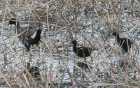 Common Moorhen - Gallinula chloropus