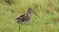 African Snipe - Gallinago nigripennis